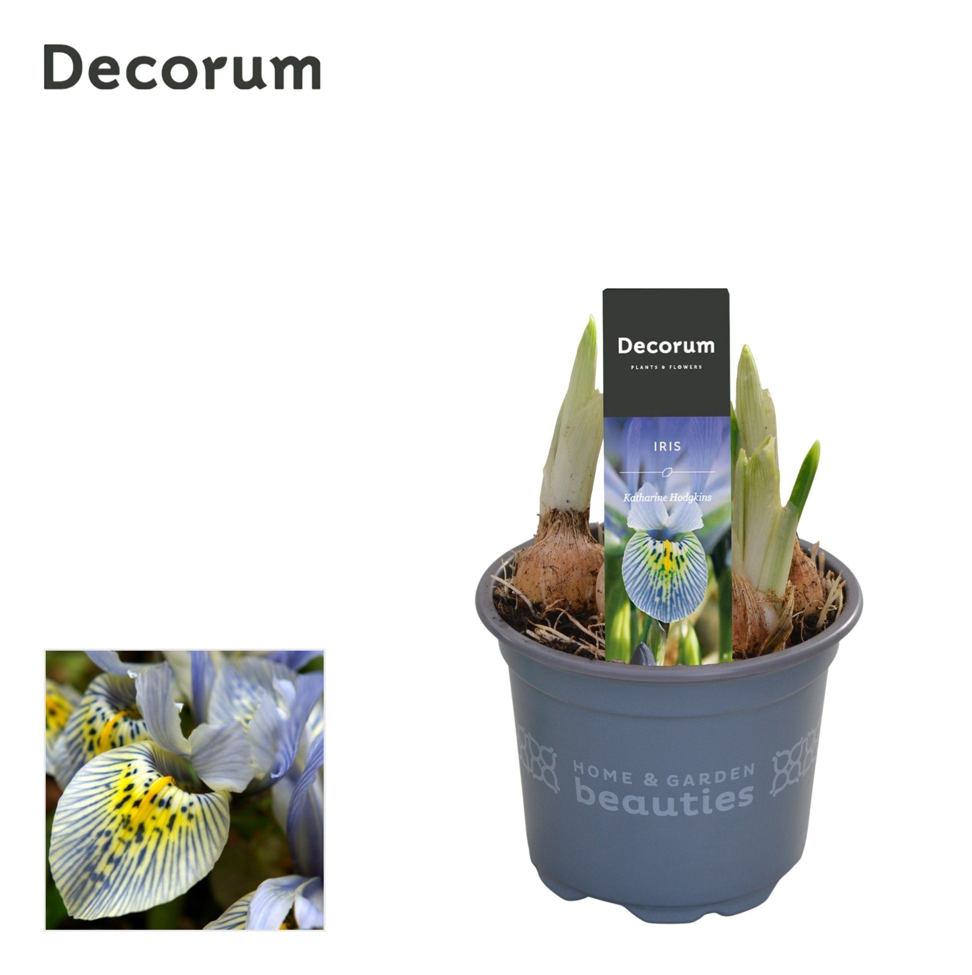 Горшечные цветы и растения оптом Iris Katharine Hodgkin (decorum) от 18шт (для телеги) из Голландии с доставкой по России