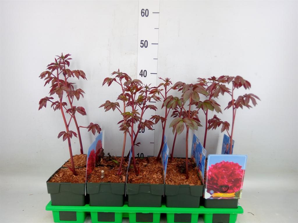 Горшечные цветы и растения оптом Paeonia Lact.   ...mix от 10шт из Голландии с доставкой по России