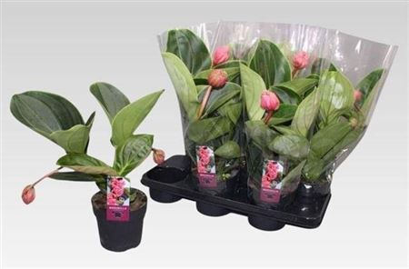 Горшечные цветы и растения оптом Medinilla Magnifica Lambada 2 Etage 2+ от 6шт из Голландии с доставкой по России