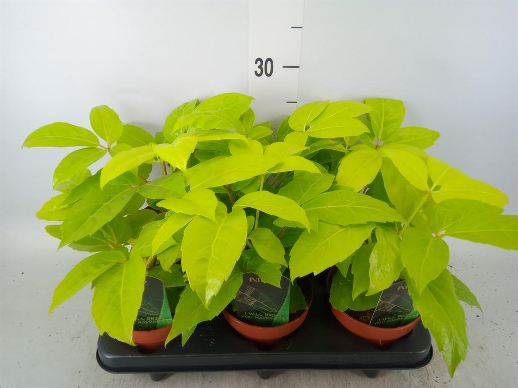 Горшечные цветы и растения оптом Schefflera Actin. от 6шт из Голландии с доставкой по России