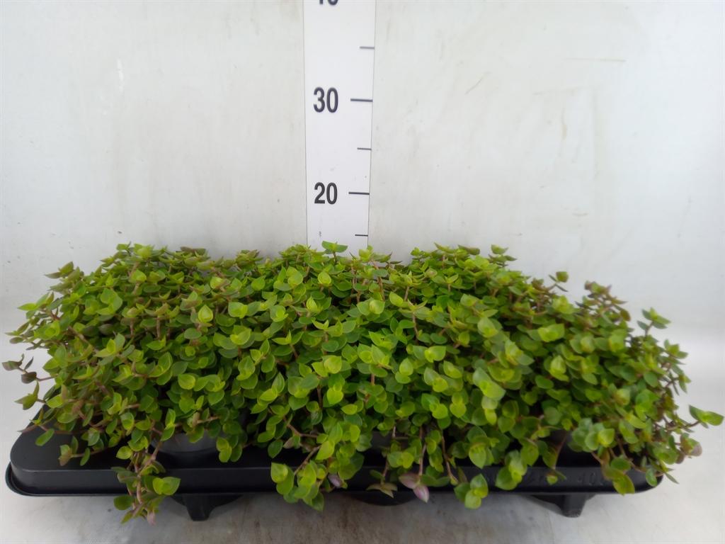 Горшечные цветы и растения оптом Callisia Repens от 6шт из Голландии с доставкой по России