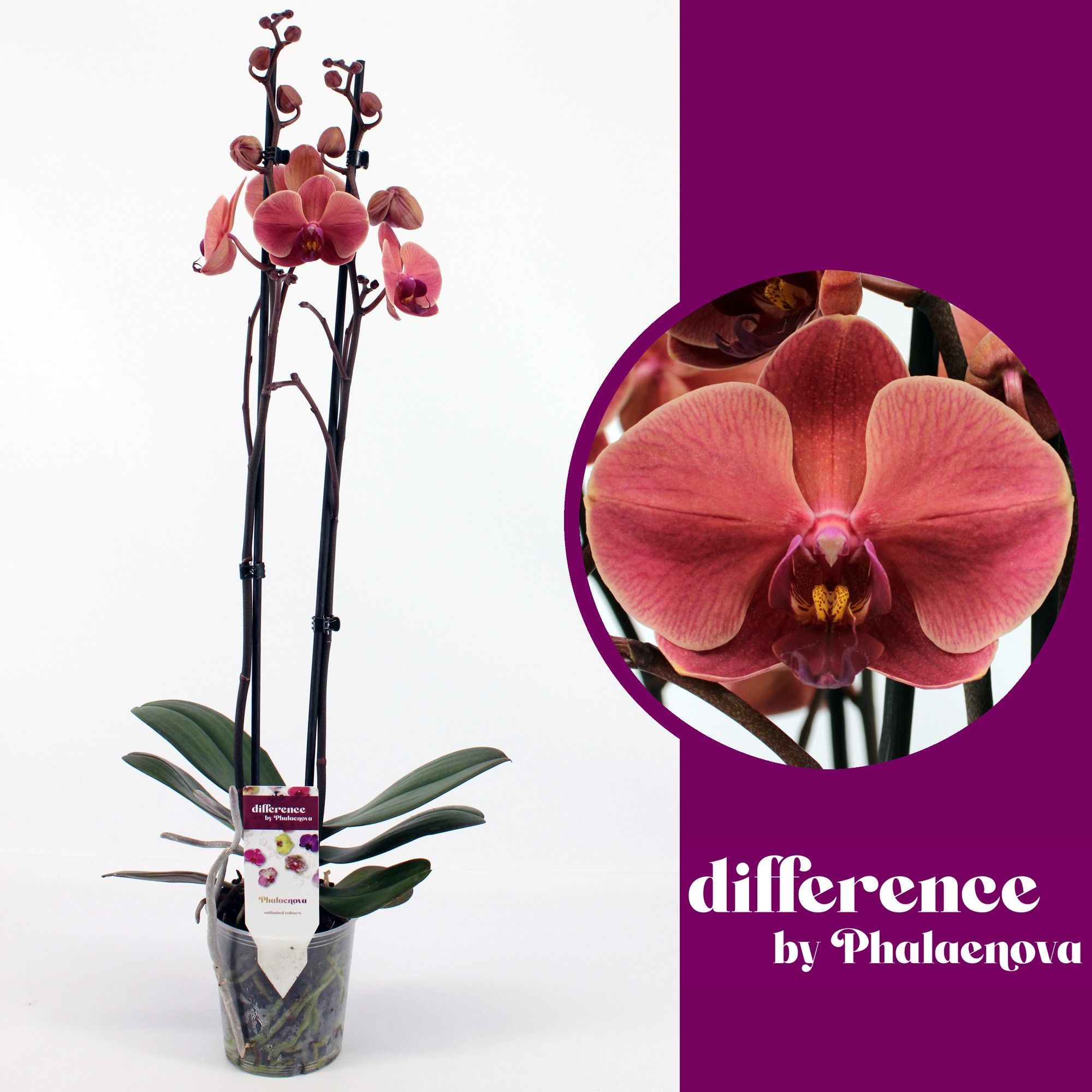Горшечные цветы и растения оптом Phal 2st Nabonne (phalaenova) от 10шт из Голландии с доставкой по России