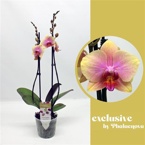 Горшечные цветы и растения оптом Phal 2st Malmo 14+ (phalaenova) от 10шт из Голландии с доставкой по России
