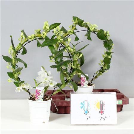 Горшечные цветы и растения оптом Dendr N Sc Apollon Bow 2 Branches от 2шт из Голландии с доставкой по России