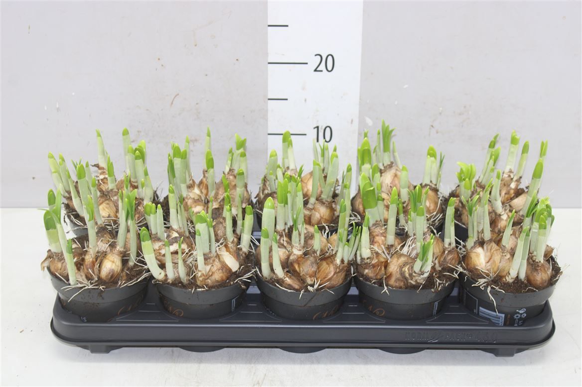 Горшечные цветы и растения оптом Narcis Cy Tete A Tete от 10шт из Голландии с доставкой по России