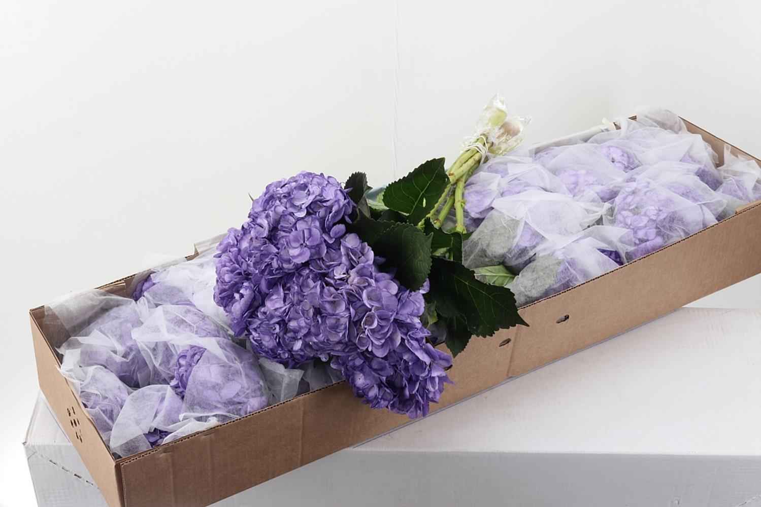 Срезанные цветы оптом Hydrangea от 30шт из Голландии с доставкой по России