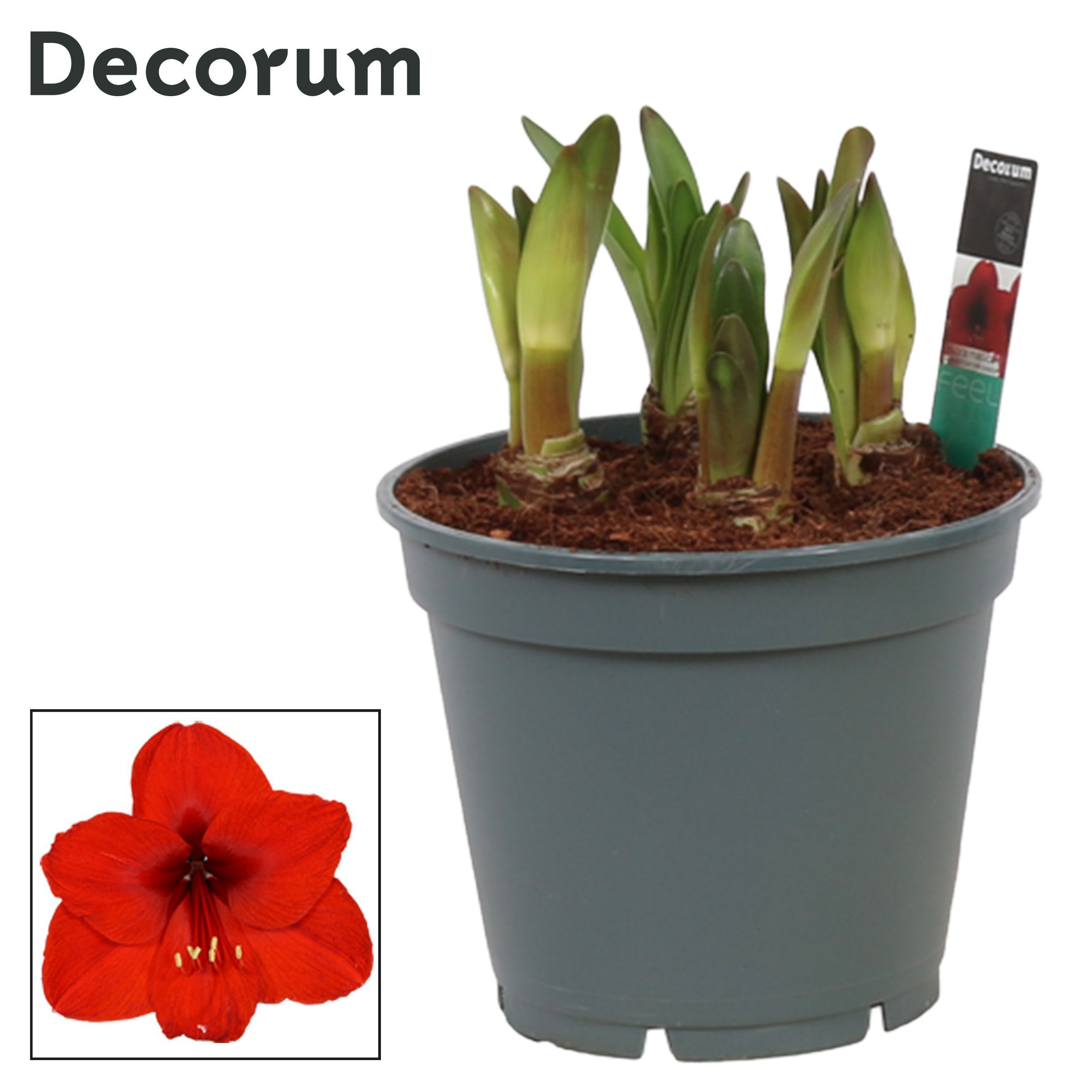 Горшечные цветы и растения оптом Hipp Multiflora Royal Red 6pp (decorum) от 6шт из Голландии с доставкой по России