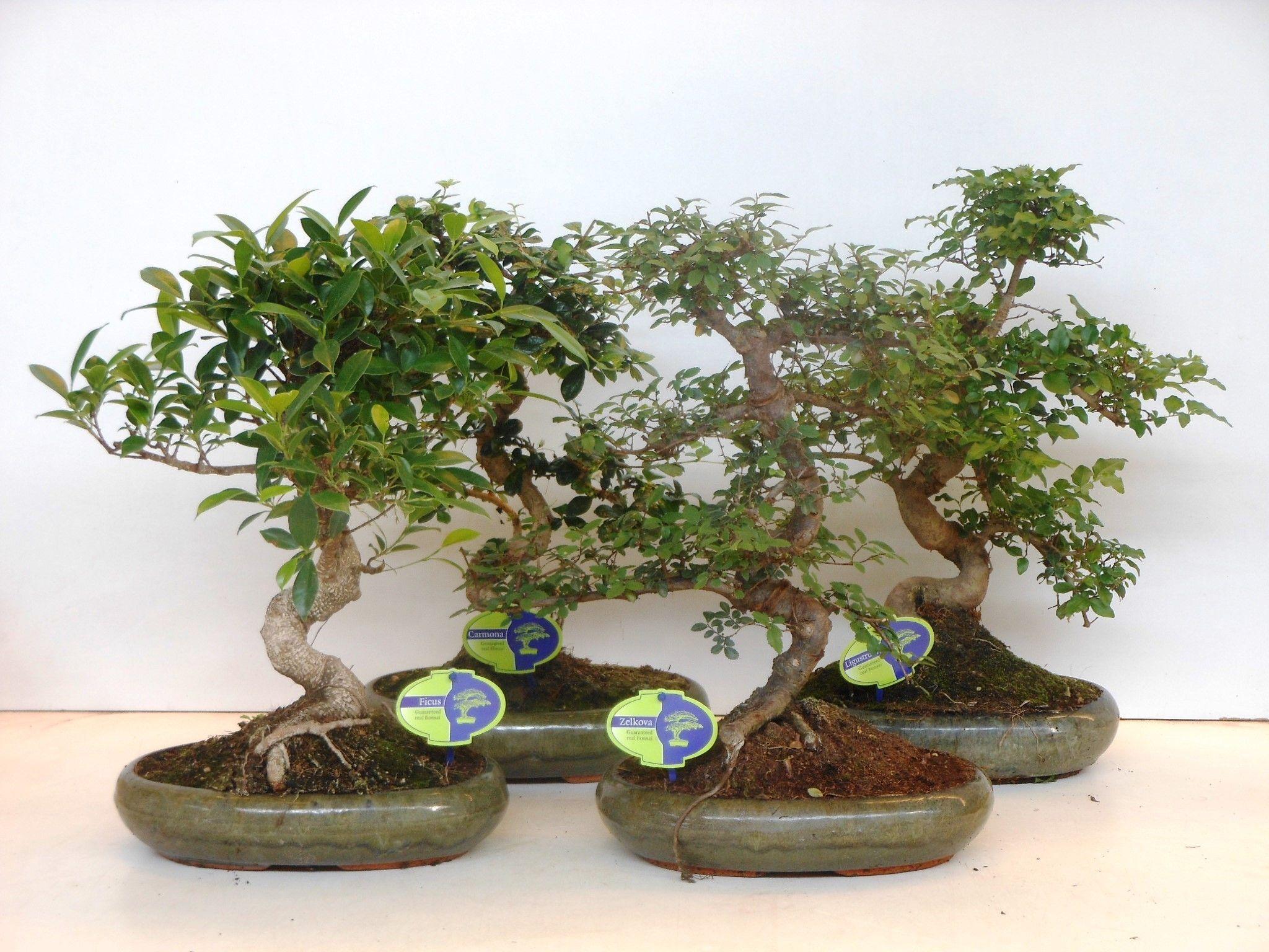 Горшечные цветы и растения оптом Bonsai Mix, Indoor, Without от 3шт из Голландии с доставкой по России