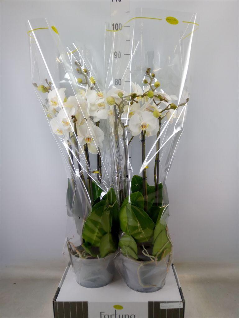 Горшечные цветы и растения оптом Phalaenopsis   ...white от 2шт из Голландии с доставкой по России