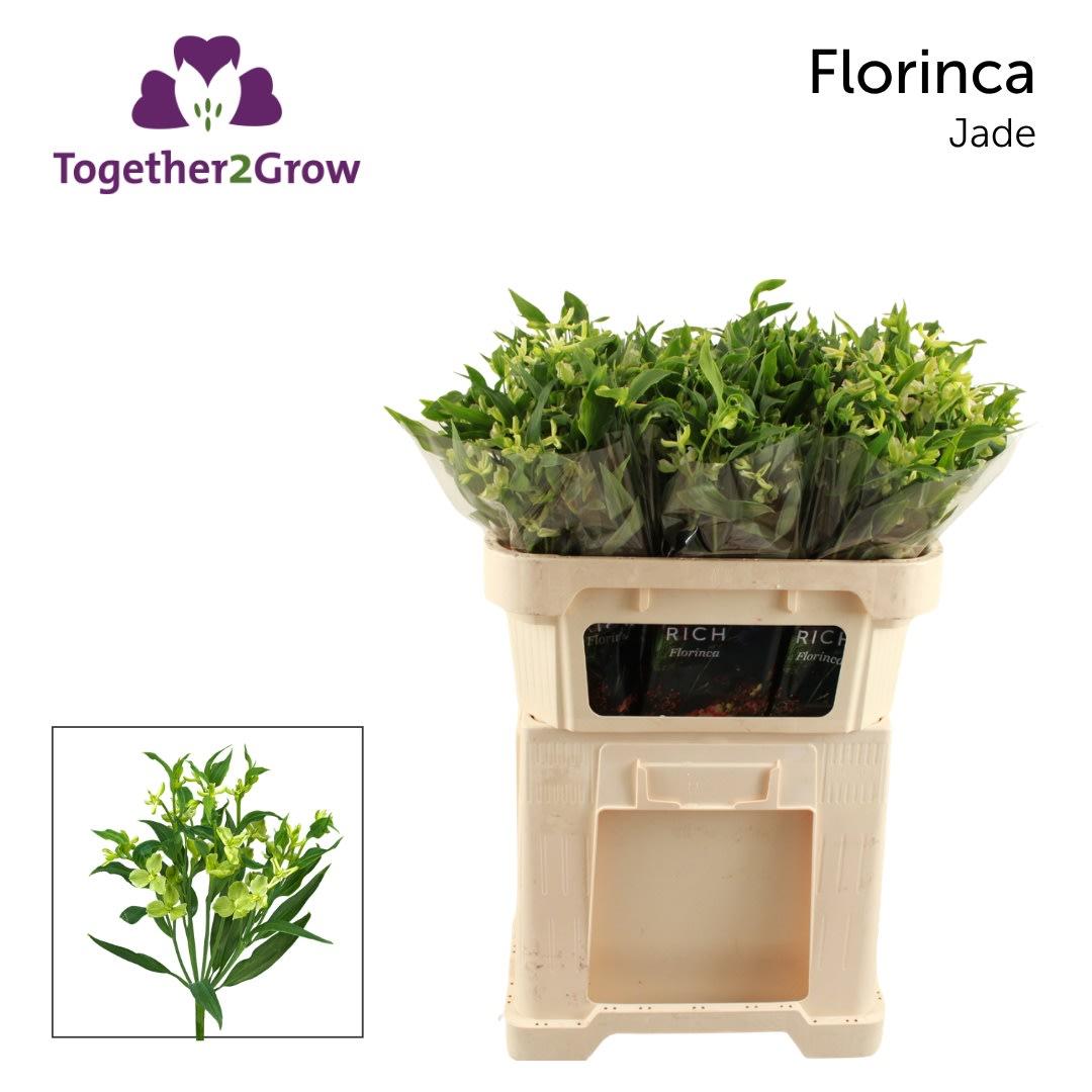 Срезанные цветы оптом Alstroemeria fl jade от 80шт из Голландии с доставкой по России