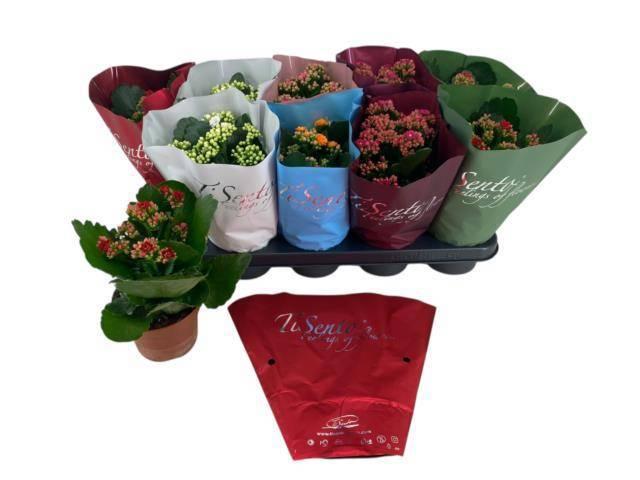 Горшечные цветы и растения оптом Kal Ge Gem 5 Kl от 10шт из Голландии с доставкой по России