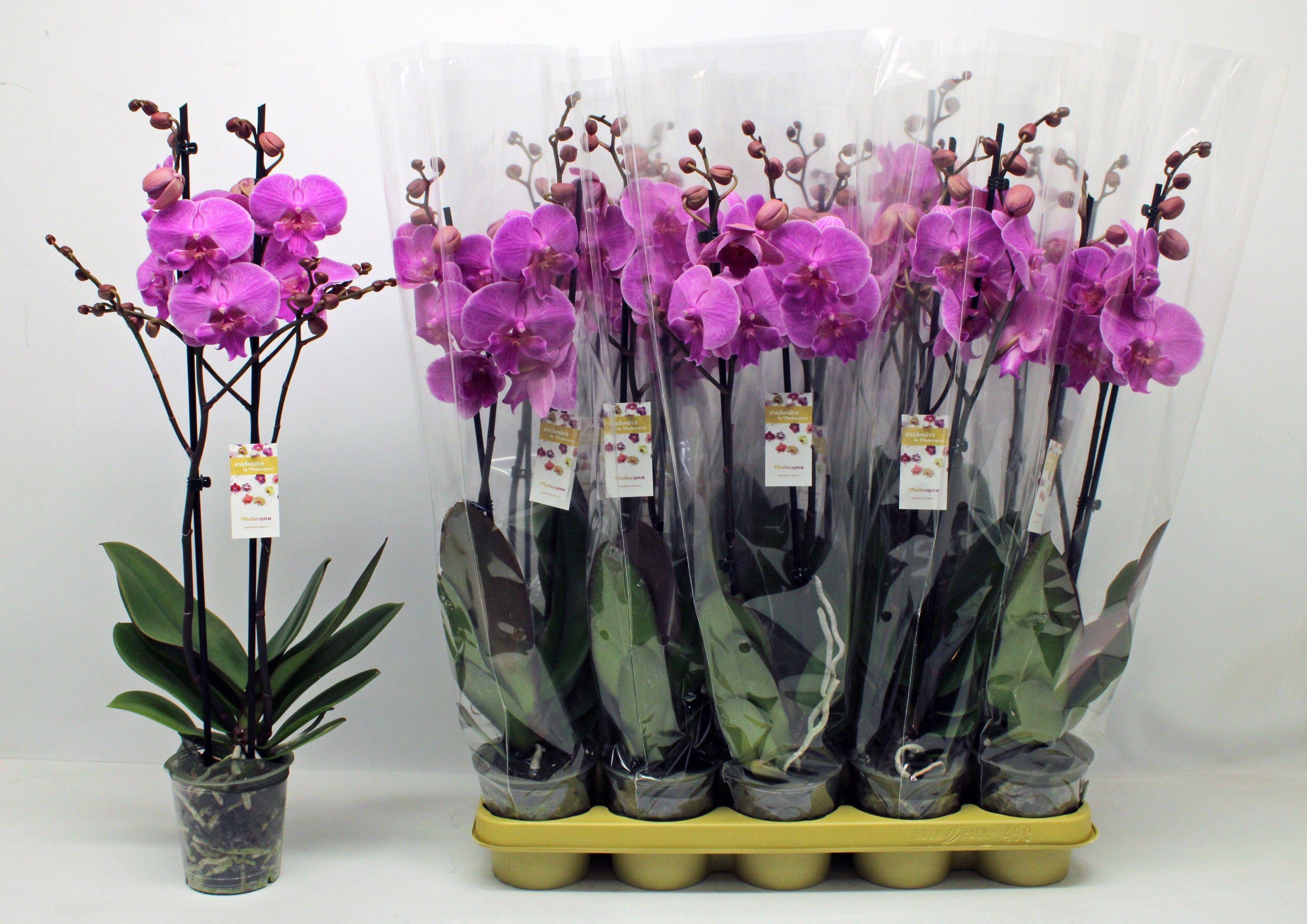 Горшечные цветы и растения оптом Phal Ov Paars от 10шт из Голландии с доставкой по России