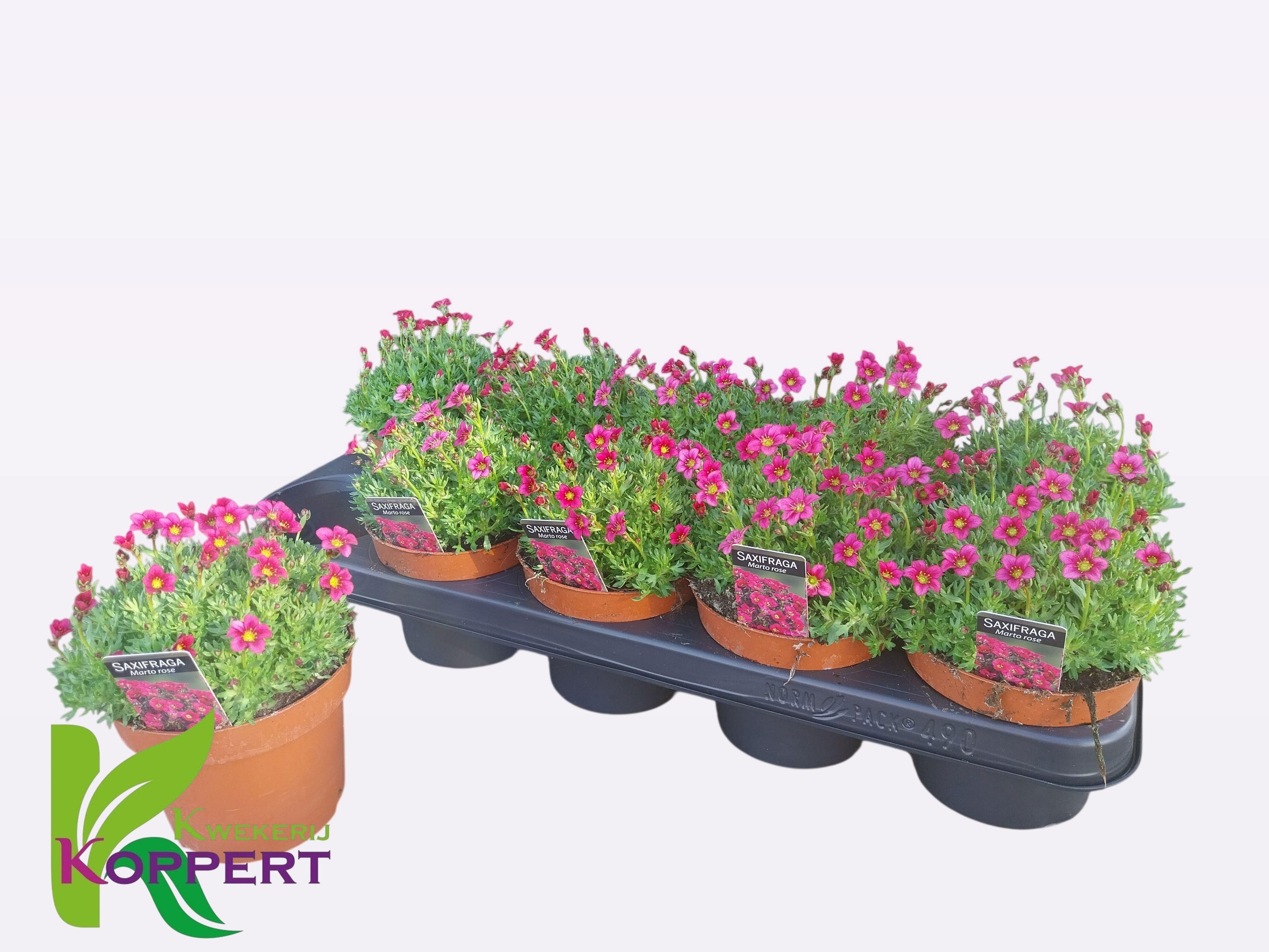 Горшечные цветы и растения оптом Saxif Ar Marto Rose от 10шт из Голландии с доставкой по России