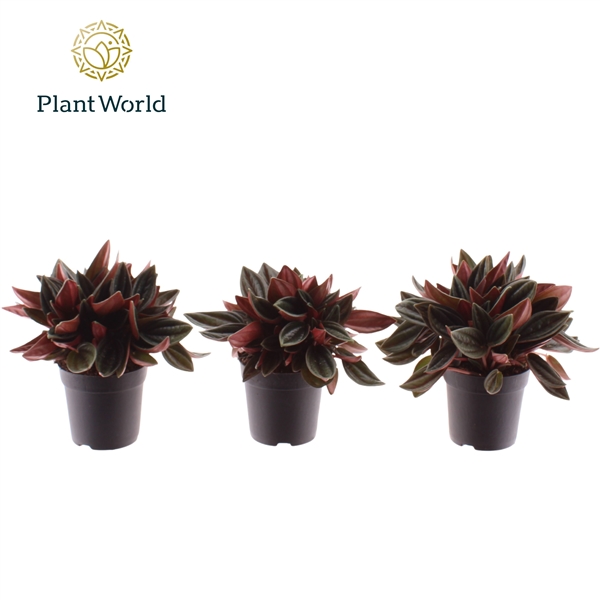 Горшечные цветы и растения оптом Peperomia Rosso 7 Cm от 12шт (для телеги) из Голландии с доставкой по России