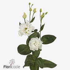 Срезанные цветы оптом Lisianthus do celeb chrystal от 50шт из Голландии с доставкой по России