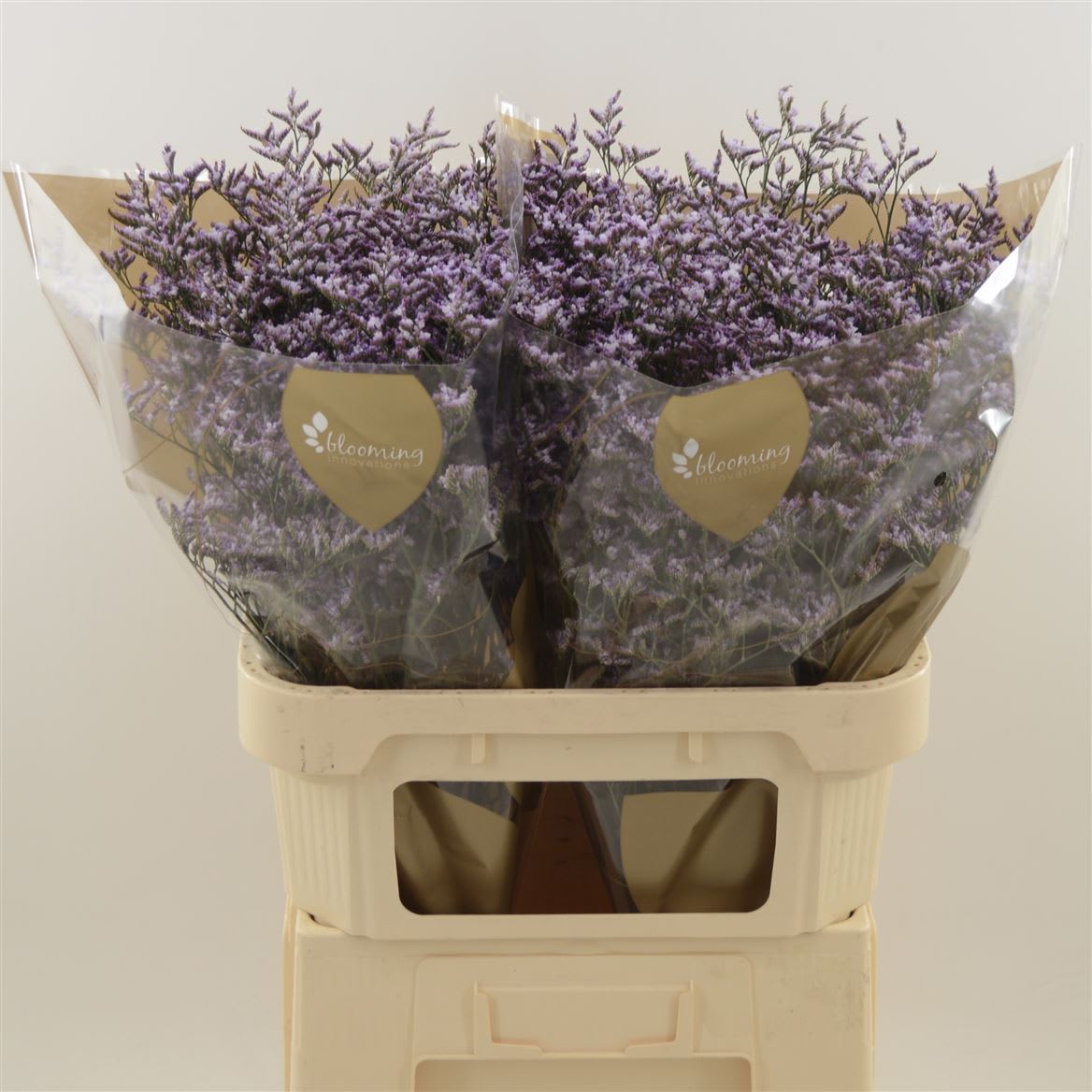 Срезанные цветы оптом Limonium safora lilac от 300шт из Голландии с доставкой по России