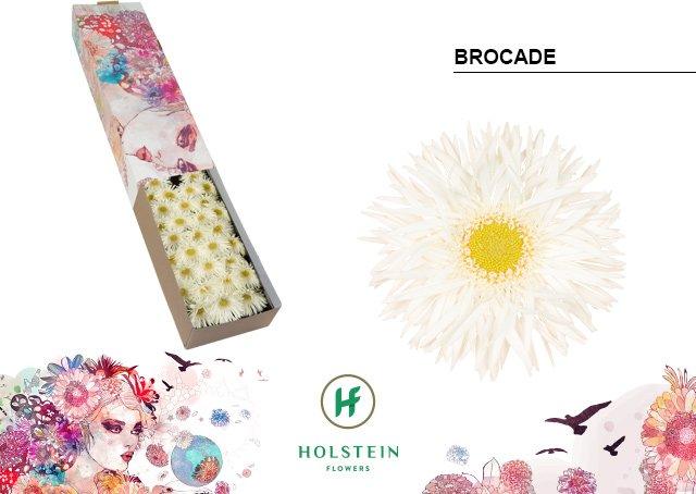 Срезанные цветы оптом Germini gerspider brocade от 60шт из Голландии с доставкой по России