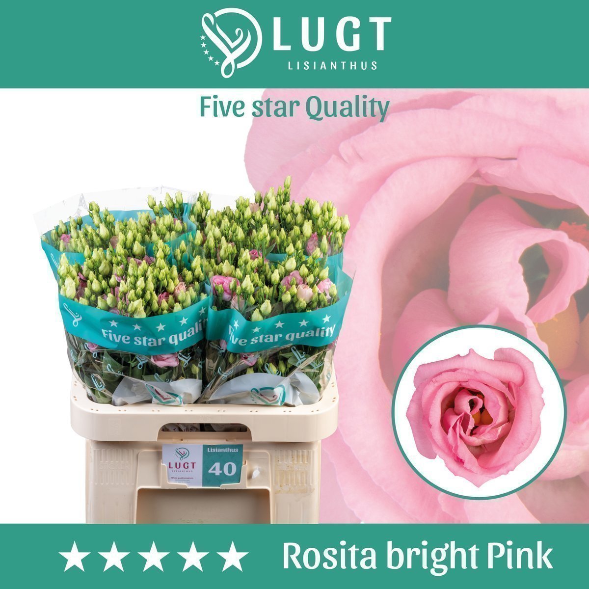 Срезанные цветы оптом Lisianthus do rosita bright pink от 140шт.. из Голландии с доставкой по России