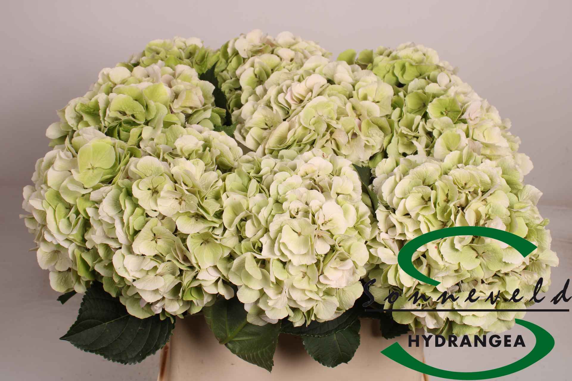 Срезанные цветы оптом Hydrangea от 10шт из Голландии с доставкой по России