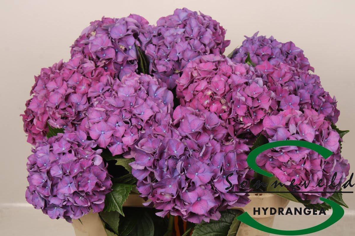 Срезанные цветы оптом Hydrangea rodeo red purple от 10шт из Голландии с доставкой по России