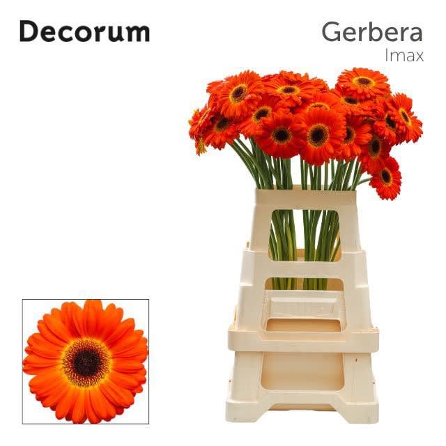 Срезанные цветы оптом Gerbera imax от 40шт из Голландии с доставкой по России