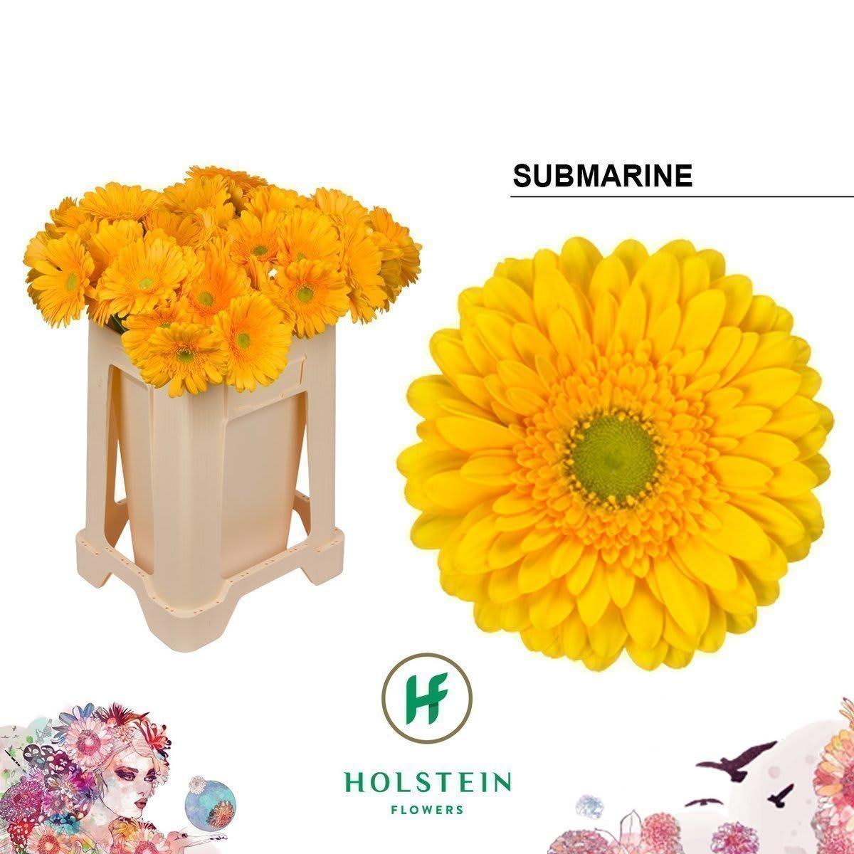 Срезанные цветы оптом Gerbera submarine от 40шт. из Голландии с доставкой по России