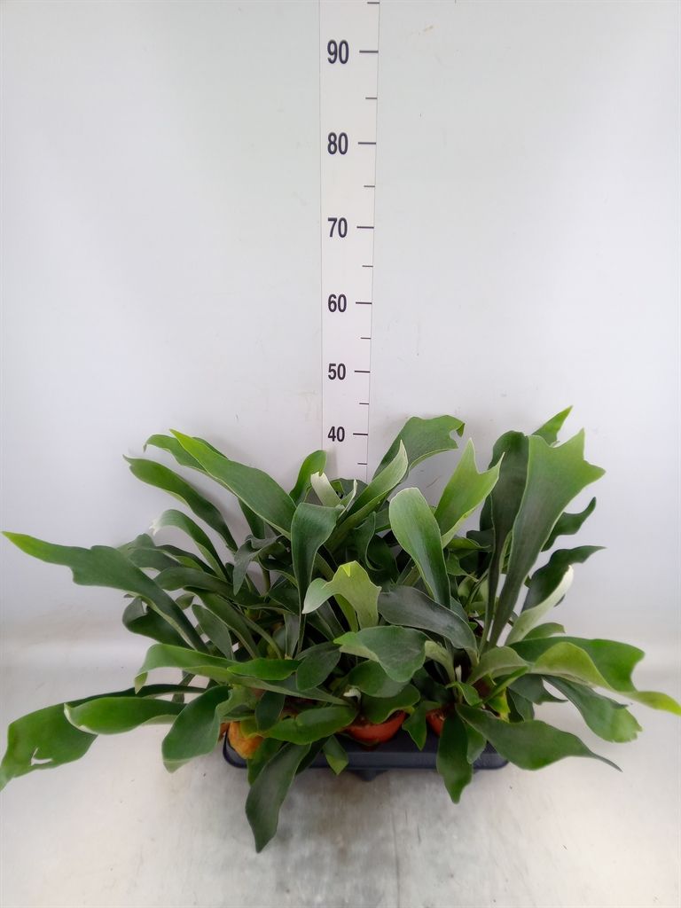 Горшечные цветы и растения оптом Platycerium Bifurc. от 6шт из Голландии с доставкой по России