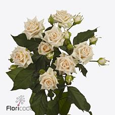 Срезанные цветы оптом Rosa spray justine от 40шт из Голландии с доставкой по России