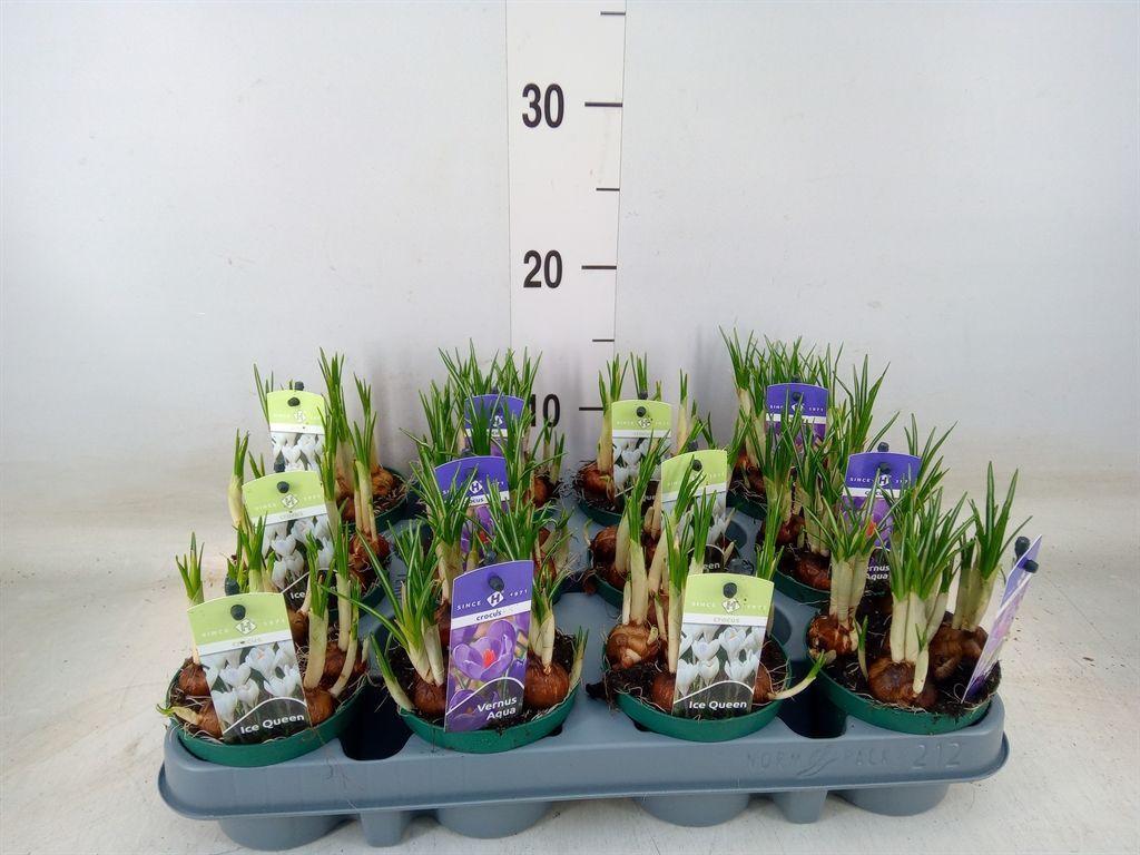 Горшечные цветы и растения оптом Crocus   ...mix от 12шт (для телеги) из Голландии с доставкой по России