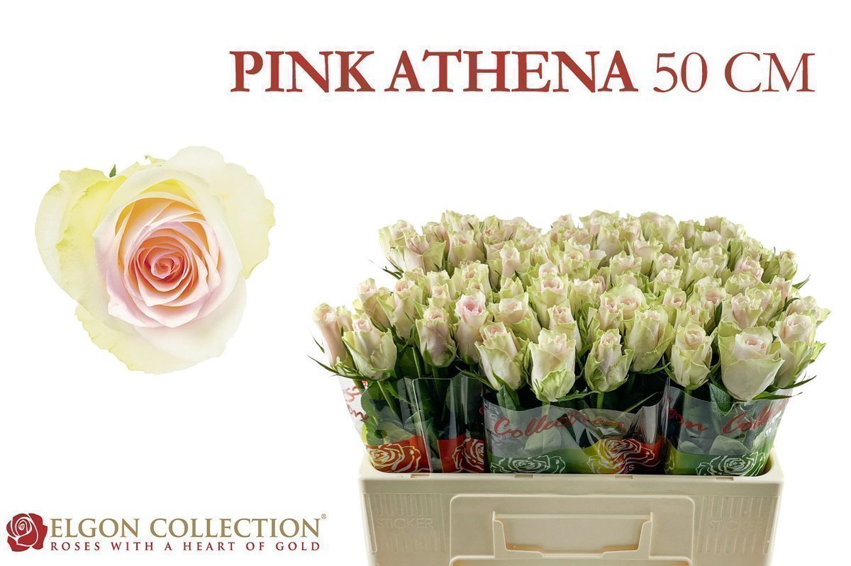 Срезанные цветы оптом Rosa large pink athena от 80шт из Голландии с доставкой по России