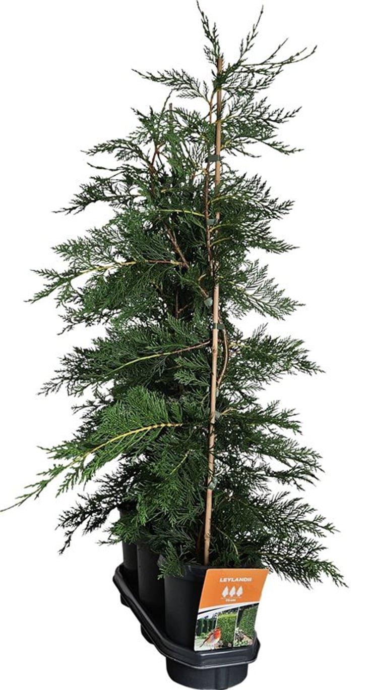 Горшечные цветы и растения оптом Cupressocyparis Leylandii (hedgeline) от 3шт из Голландии с доставкой по России