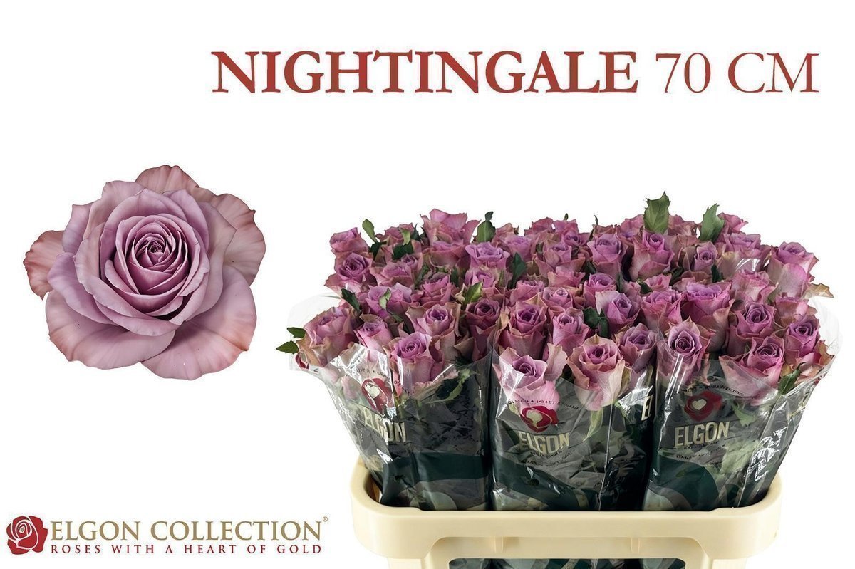 Срезанные цветы оптом Rosa large nightingale от 260шт из Голландии с доставкой по России