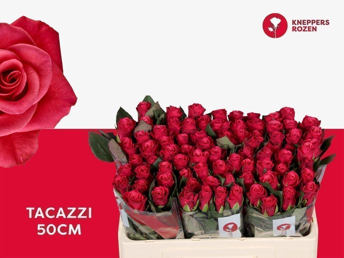 Срезанные цветы оптом Rosa large tacazzi+ от 80шт.. из Голландии с доставкой по России