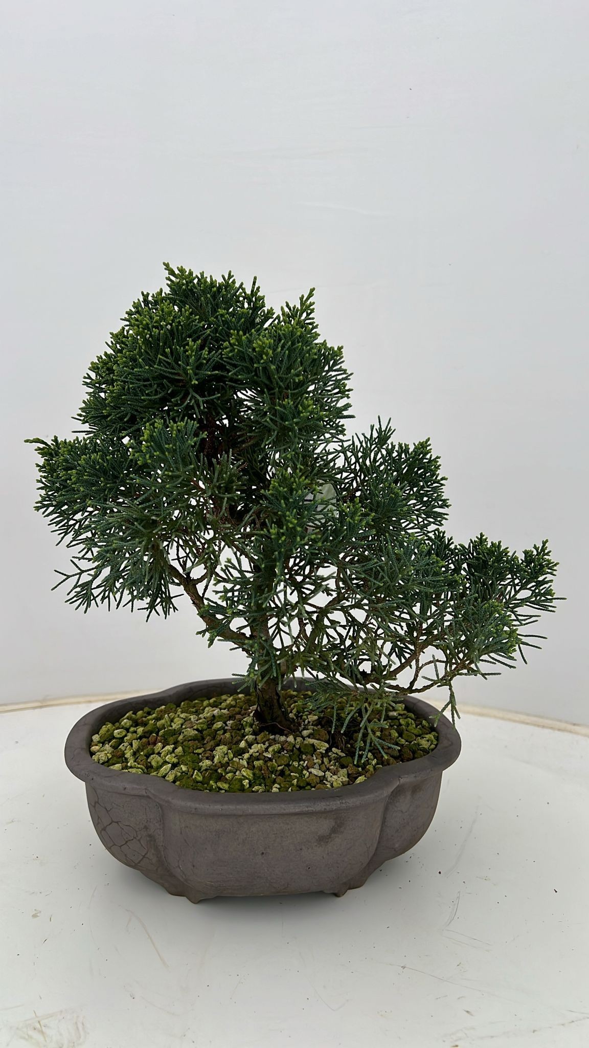 Горшечные цветы и растения оптом Juniperus Chinensis, 21 Cm от 4шт из Голландии с доставкой по России
