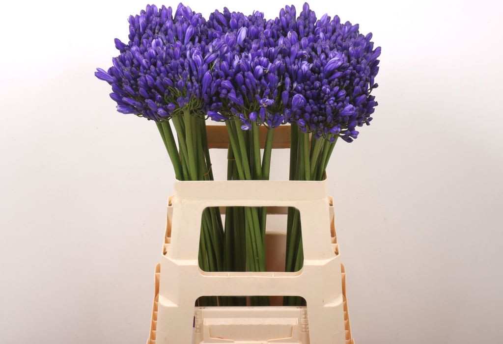 Срезанные цветы оптом Agapanthus atlantic ocean от 40шт из Голландии с доставкой по России