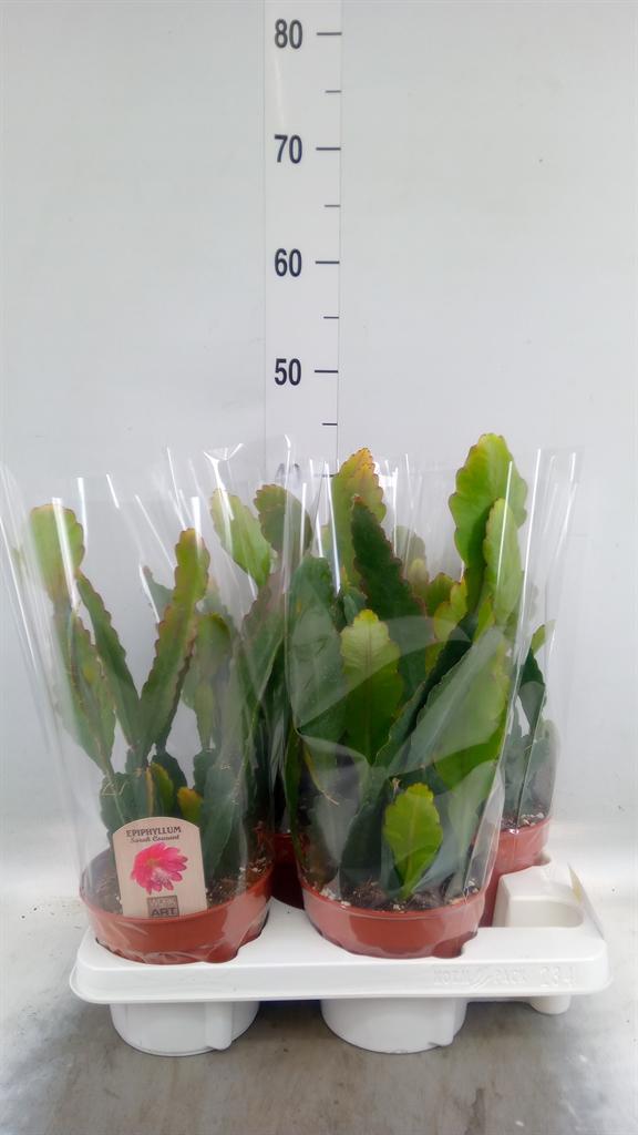 Горшечные цветы и растения оптом Epiphyllum Anguliger от 4шт из Голландии с доставкой по России