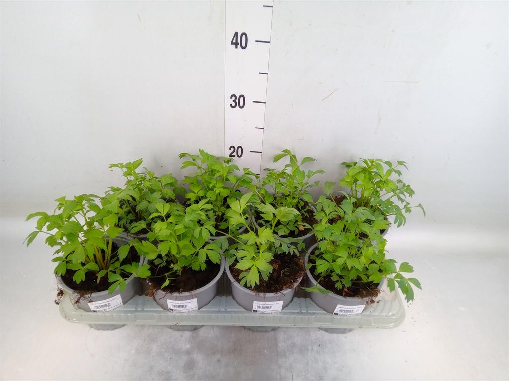 Горшечные цветы и растения оптом Levisticum Officinale от 8шт из Голландии с доставкой по России