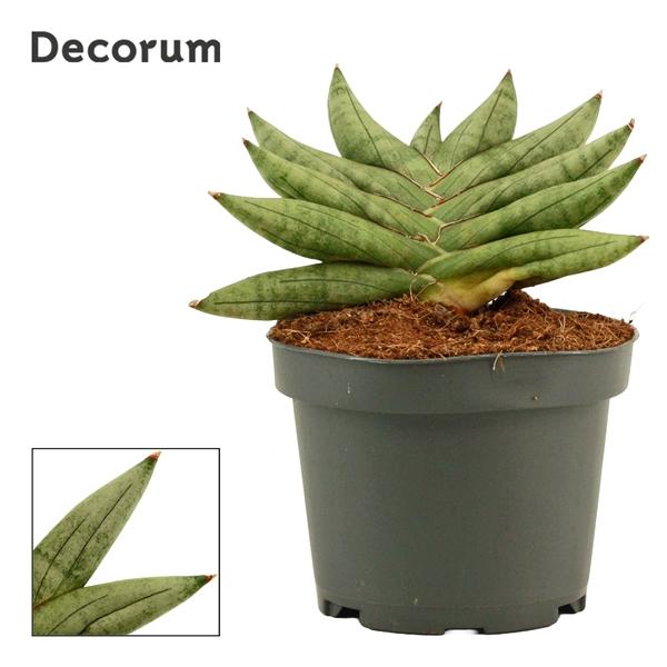 Горшечные цветы и растения оптом Sansevieria Artistic Fan 9 Cm (decorum) от 12шт (для телеги) из Голландии с доставкой по России