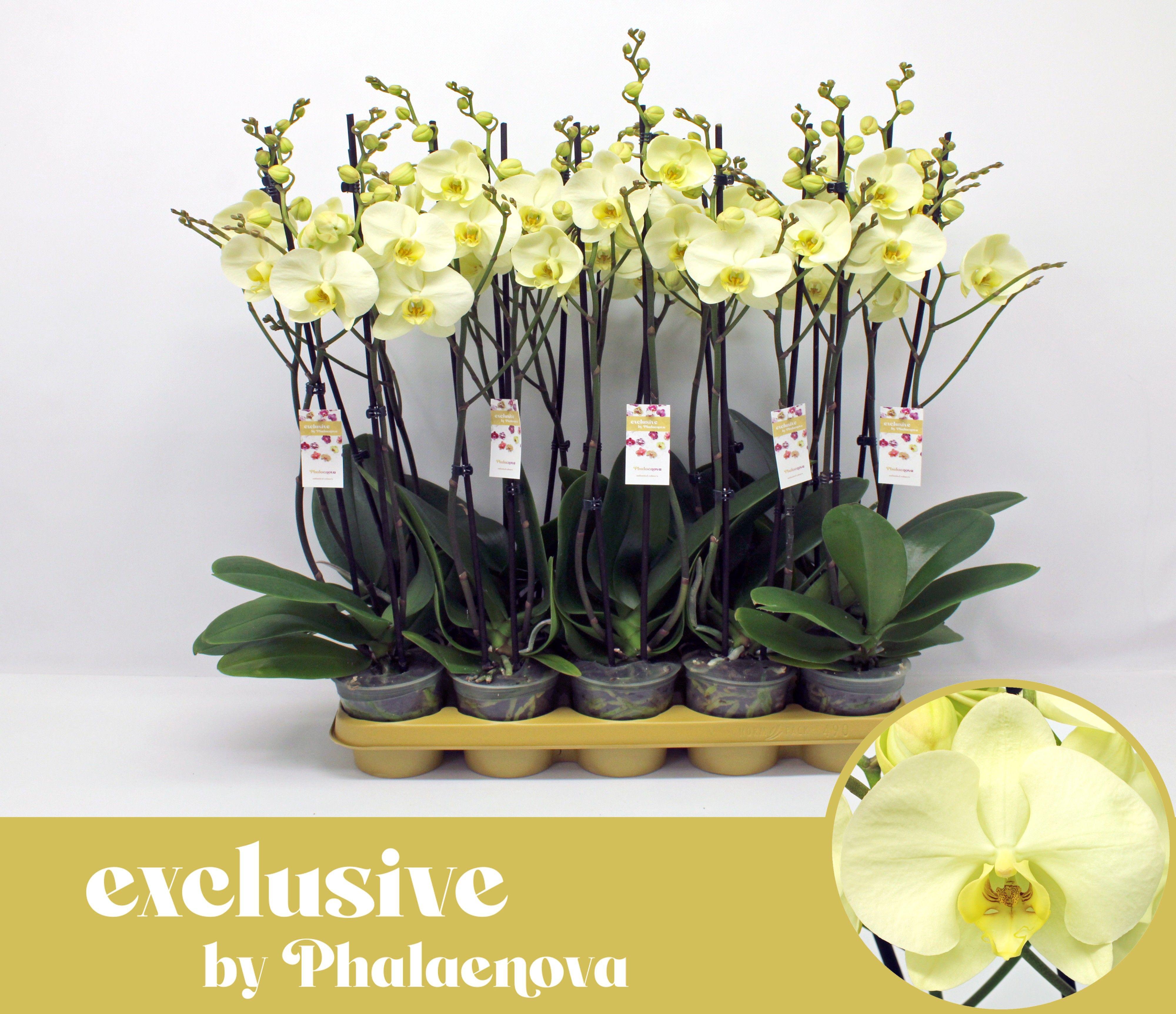 Горшечные цветы и растения оптом Phal 2st Green Touch 16+ (phalaenova) от 10шт из Голландии с доставкой по России