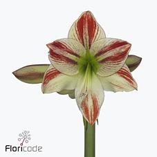 Срезанные цветы оптом Hippeastrum ambiance от 12шт из Голландии с доставкой по России Срезанные цветы оптом Hippeastrum ambiance от 12шт из Голландии с доставкой по России