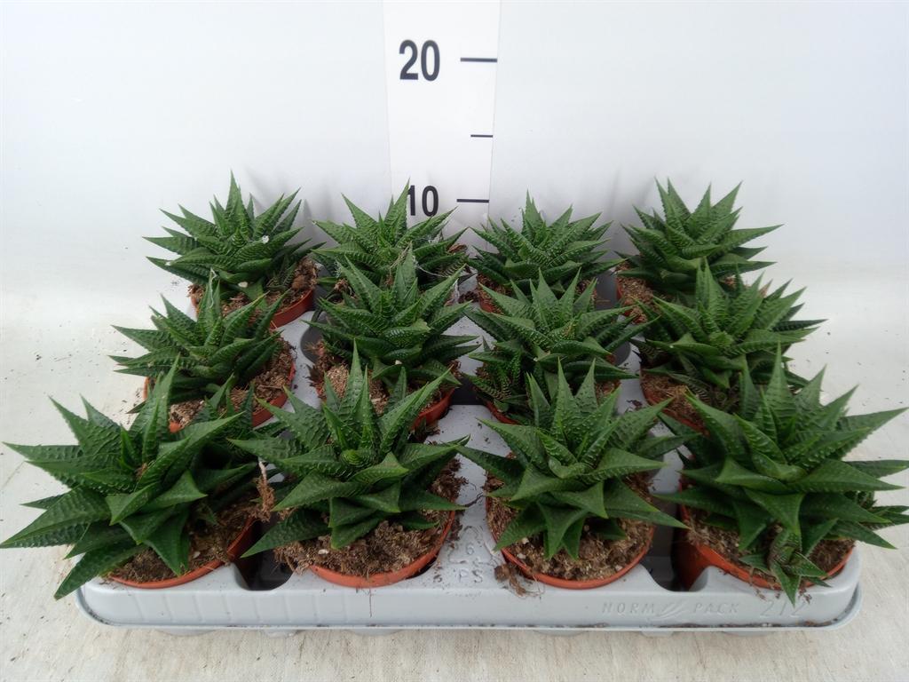 Горшечные цветы и растения оптом Haworthia Limifolia от 12шт (для телеги) из Голландии с доставкой по России