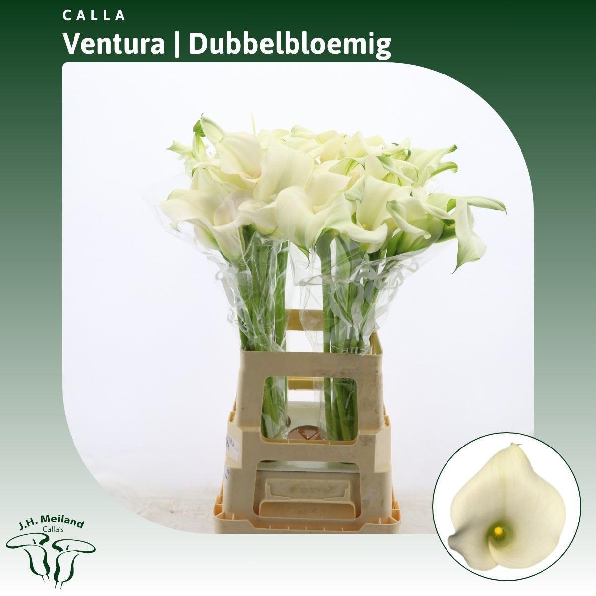 Срезанные цветы оптом Zantedeschia captain ventura double от 40шт из Голландии с доставкой по России
