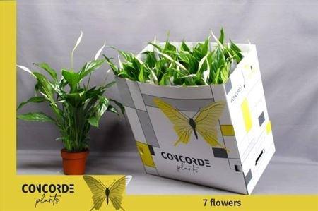 Горшечные цветы и растения оптом Spath Sweet Benito 7+ от 11шт из Голландии с доставкой по России