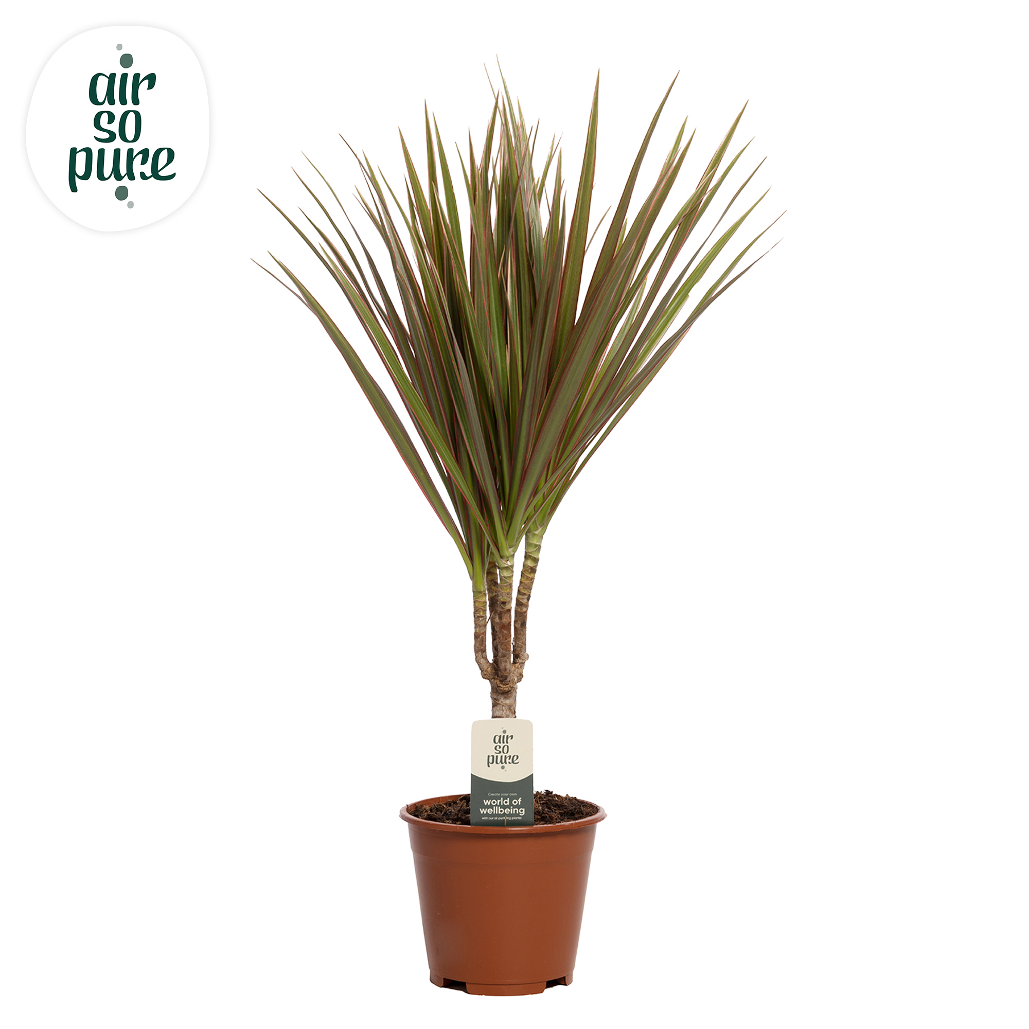 Горшечные цветы и растения оптом Drac Bicolor 15cm Stem от 8шт из Голландии с доставкой по России