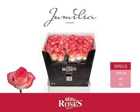 Срезанные цветы оптом Rosa large jumilia от 40шт из Голландии с доставкой по России