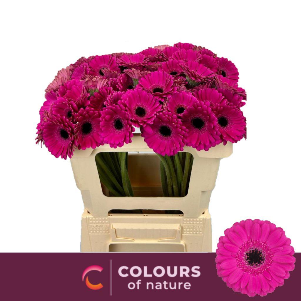 Срезанные цветы оптом Germini anna от 80шт. из Голландии с доставкой по России