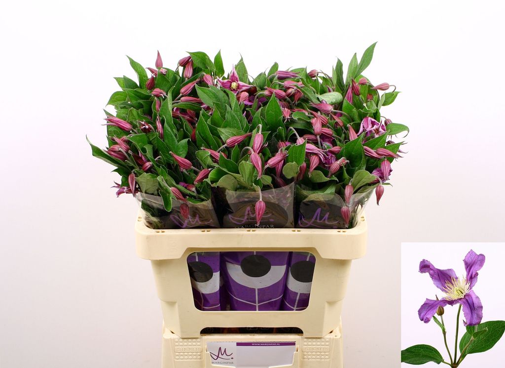 Срезанные цветы оптом Clematis amazing rome от 60шт. из Голландии с доставкой по России