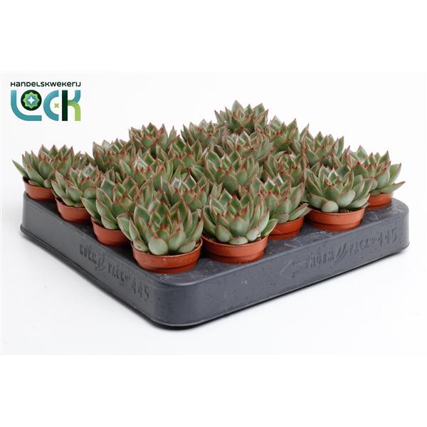 Горшечные цветы и растения оптом Echeveria Agavoides от 20шт (для телеги) из Голландии с доставкой по России