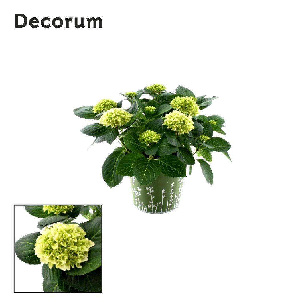 Горшечные цветы и растения оптом Hydrangea Bol White 7 - 12 Kop In Zink Groen (deco от 1шт из Голландии с доставкой по России