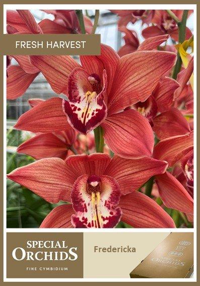 Срезанные цветы оптом Cymbidium red princess fredericka от 6шт из Голландии с доставкой по России